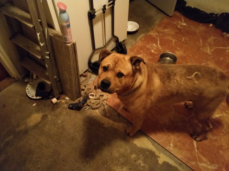 see? good doggo